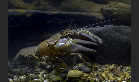 Signalkrebs (Pacifastacus leniusculus)