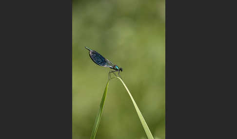 Gebänderte Prachtlibelle (Calopteryx splendens)