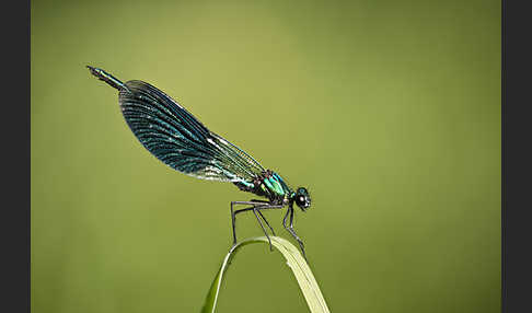 Gebänderte Prachtlibelle (Calopteryx splendens)