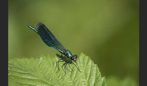 Gebänderte Prachtlibelle (Calopteryx splendens)