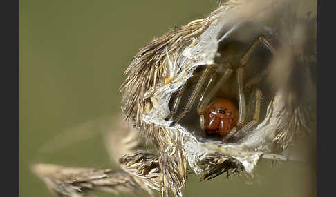 Dornfinger (Cheiracanthium punctorium)