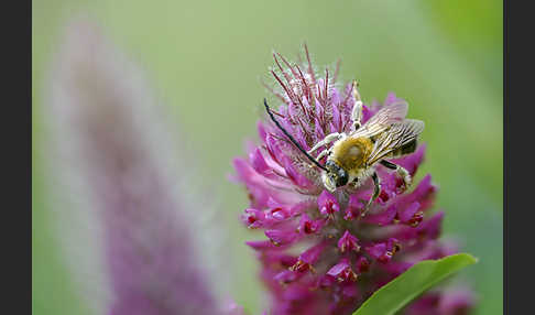 Mai-Langhornbiene (Eucera longicornis)