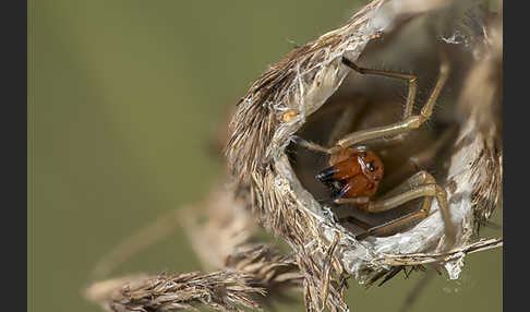 Dornfinger (Cheiracanthium punctorium)