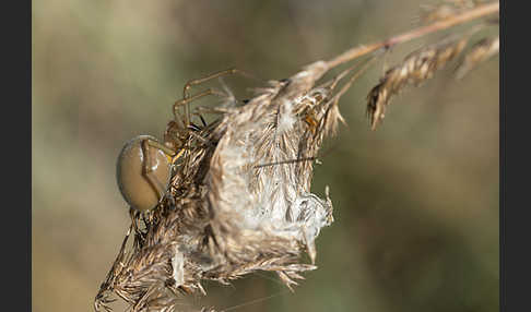 Dornfinger (Cheiracanthium punctorium)