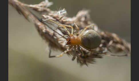 Dornfinger (Cheiracanthium punctorium)