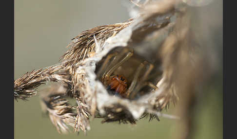 Dornfinger (Cheiracanthium punctorium)