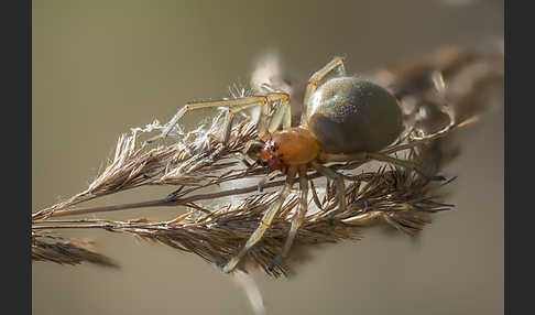 Dornfinger (Cheiracanthium punctorium)