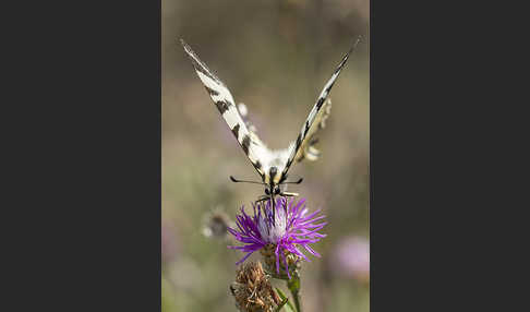 Segelfalter (Iphiclides podalirius)