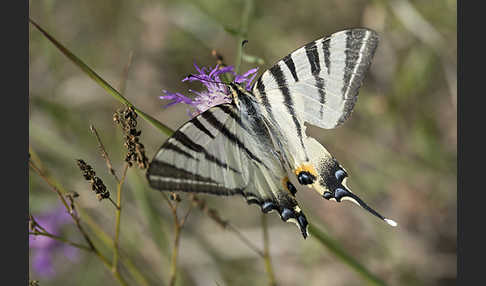 Segelfalter (Iphiclides podalirius)