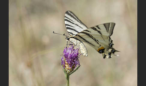 Segelfalter (Iphiclides podalirius)