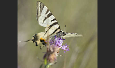 Segelfalter (Iphiclides podalirius)