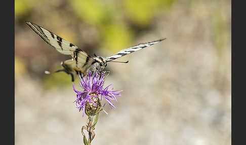 Segelfalter (Iphiclides podalirius)