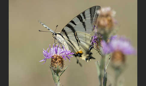 Segelfalter (Iphiclides podalirius)