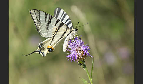 Segelfalter (Iphiclides podalirius)