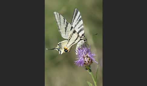 Segelfalter (Iphiclides podalirius)