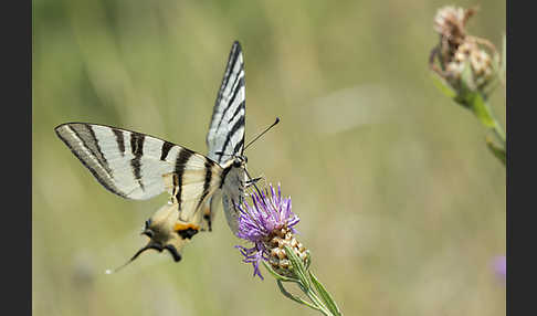 Segelfalter (Iphiclides podalirius)