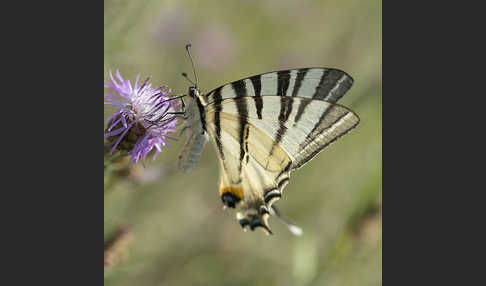 Segelfalter (Iphiclides podalirius)