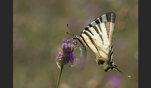 Segelfalter (Iphiclides podalirius)