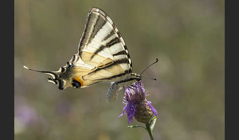 Segelfalter (Iphiclides podalirius)