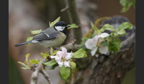 Kohlmeise (Parus major)