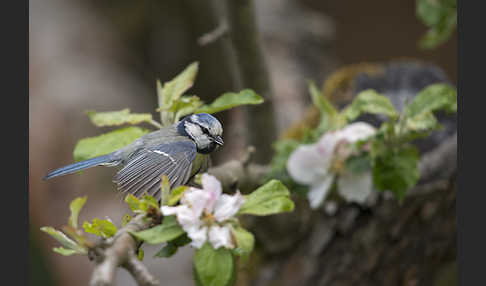 Blaumeise (Parus caeruleus)