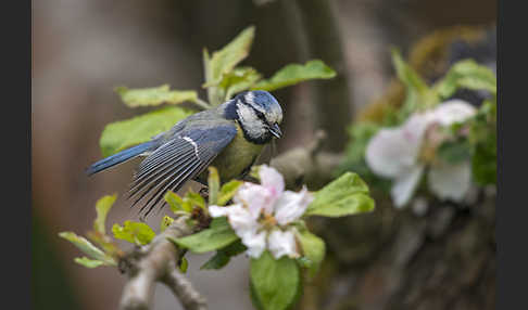 Blaumeise (Parus caeruleus)