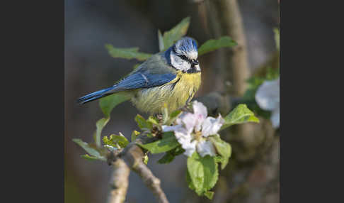 Blaumeise (Parus caeruleus)