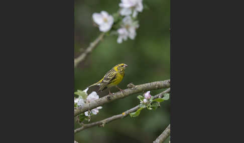 Girlitz (Serinus serinus)