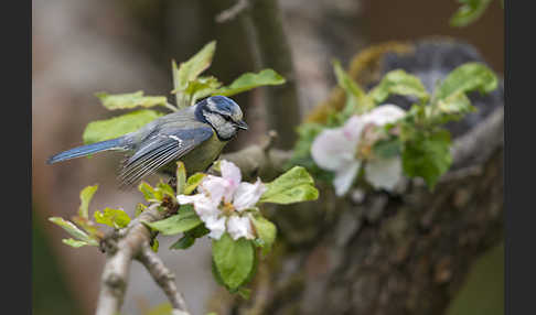 Blaumeise (Parus caeruleus)