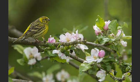 Girlitz (Serinus serinus)