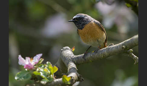 Gartenrotschwanz (Phoenicurus phoenicurus)