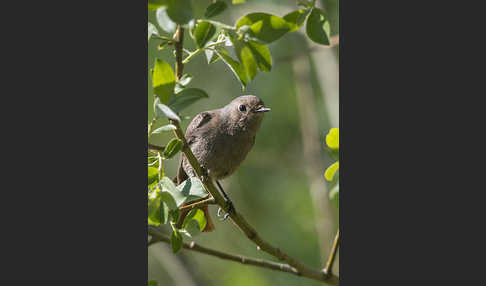 Hausrotschwanz (Phoenicurus ochruros)