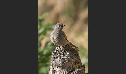 Hausrotschwanz (Phoenicurus ochruros)