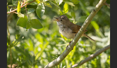 Dorngrasmücke (Sylvia communis)