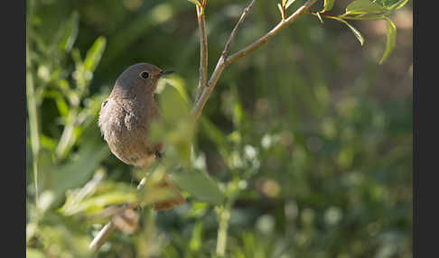 Hausrotschwanz (Phoenicurus ochruros)