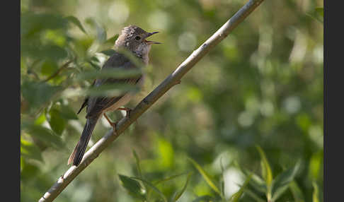 Dorngrasmücke (Sylvia communis)