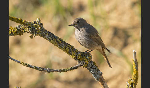 Hausrotschwanz (Phoenicurus ochruros)