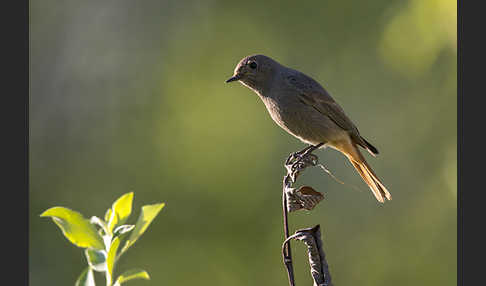 Hausrotschwanz (Phoenicurus ochruros)