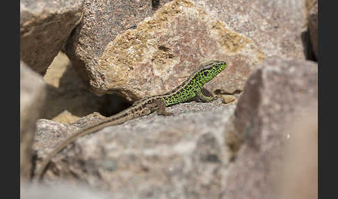 Zauneidechse (Lacerta agilis)