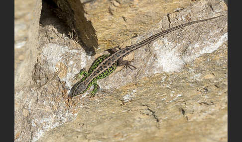 Zauneidechse (Lacerta agilis)