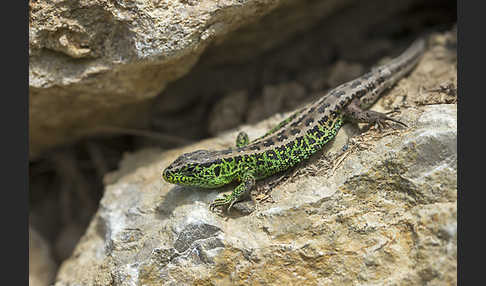 Zauneidechse (Lacerta agilis)