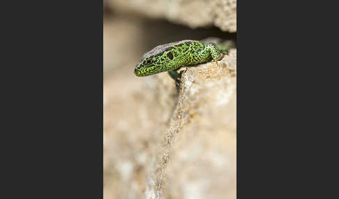 Zauneidechse (Lacerta agilis)