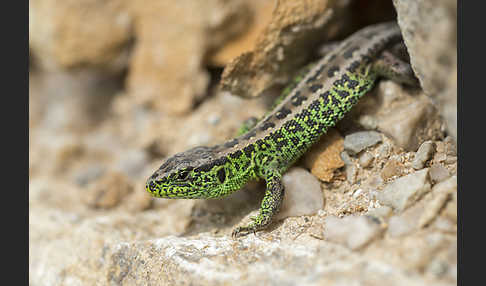 Zauneidechse (Lacerta agilis)