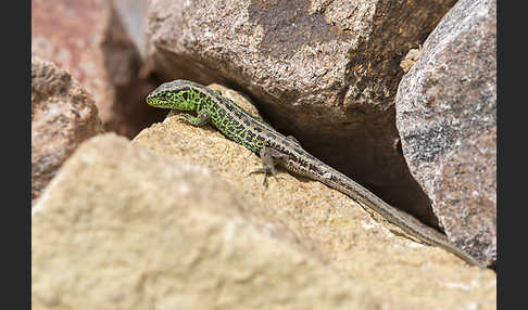 Zauneidechse (Lacerta agilis)