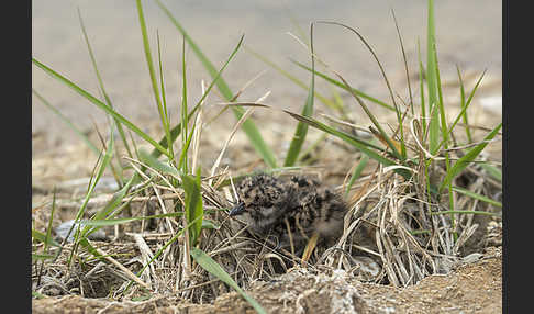 Kiebitz (Vanellus vanellus)