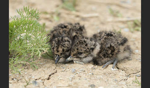 Kiebitz (Vanellus vanellus)