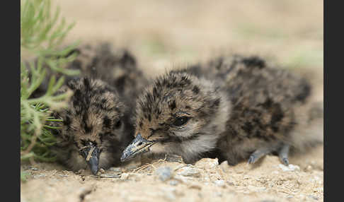 Kiebitz (Vanellus vanellus)