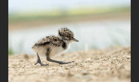 Kiebitz (Vanellus vanellus)