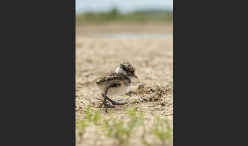 Kiebitz (Vanellus vanellus)