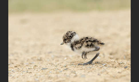 Kiebitz (Vanellus vanellus)